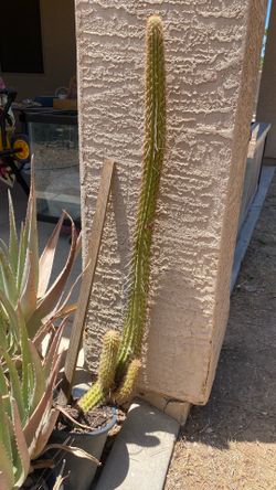 $10 Organ Pipe Cactus (over 3’ tall)