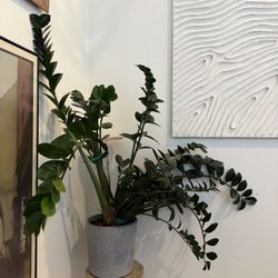 Large Zz Plant 