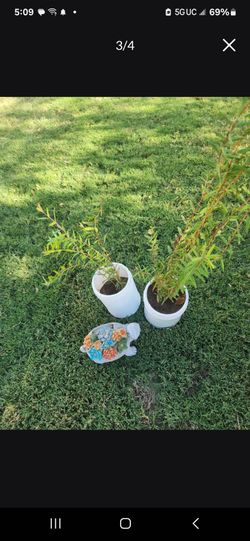 Pomegranate cool your home🍑🌳