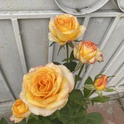 Rose Bush Plant, In 5 Gallons Pot Pick Up Only