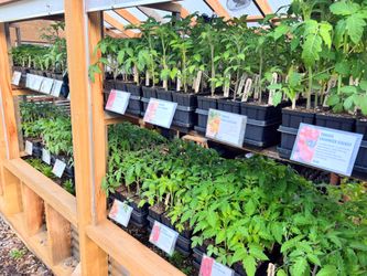 Plant Sale: tomatoes, peppers, squash, basil and more