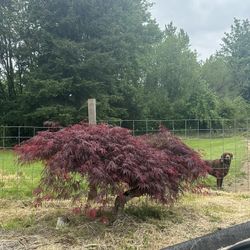 Beautiful Maple U Dig