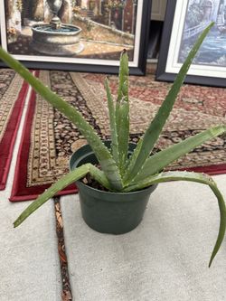 Aloe Vera Plant