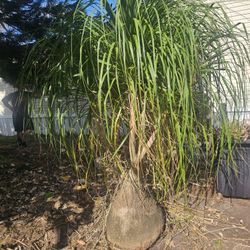 Ponytail Palm 32 Years Old