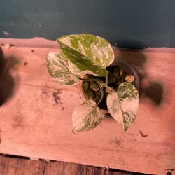 Monstera creme brule