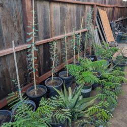 Arbolitos De Tabachin Rojo, Mesquites Y Mimosa 