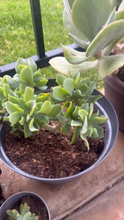 Plants