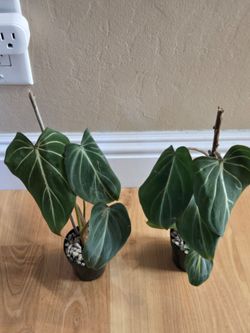 Philodendron Gloriosum Live Plants (2)