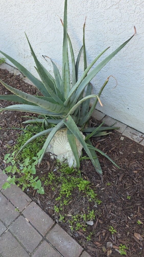 Aloe Vera Plants For Sale