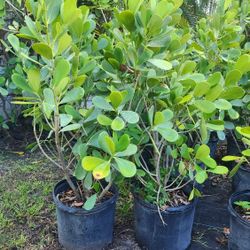 Clusias Plants For Inmediate Privacy!!! 3-4 Feet Tall 