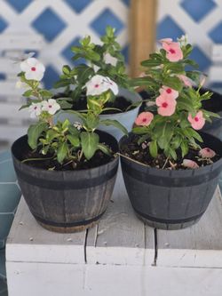 Natural plants vinca $5 each plant