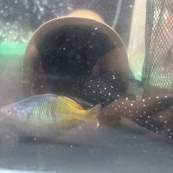 Plecos Fish Tank 