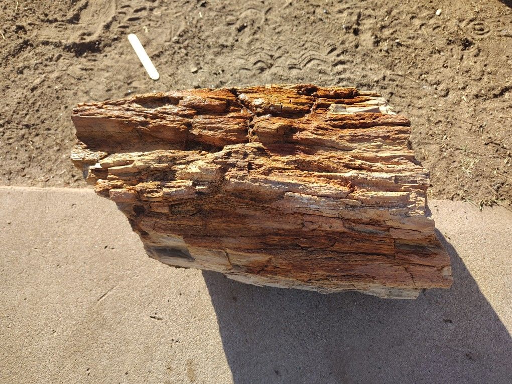Petrified Wood Weighs About 100 Lb Crystallized