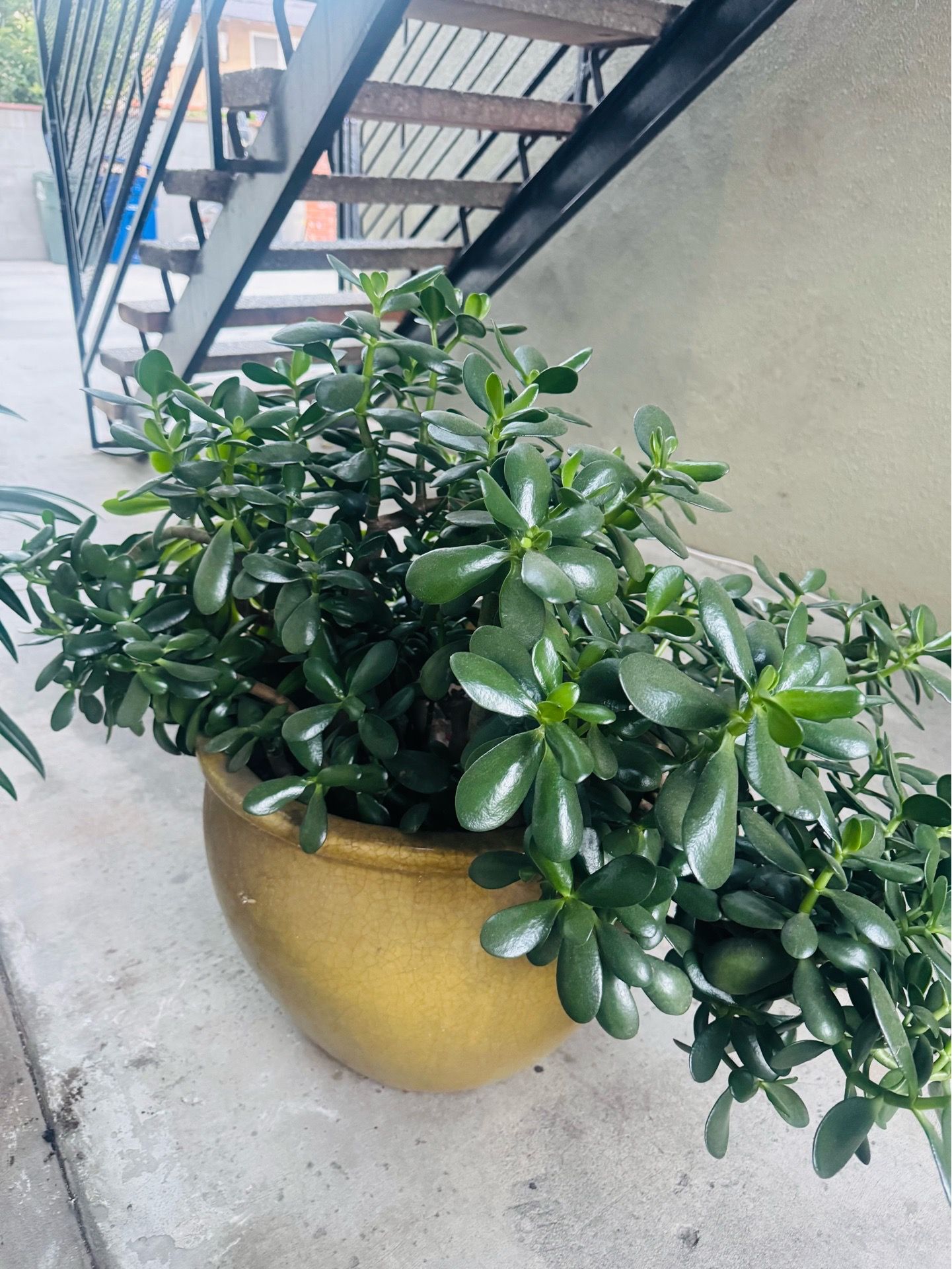Outdoor succulent