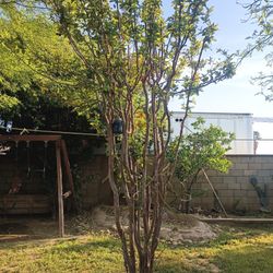 Guava Tree 