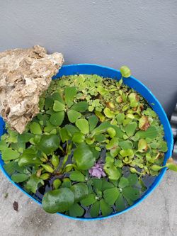 Aquarium plants beautifull and healthy plants for ponds or Aquarium.$100