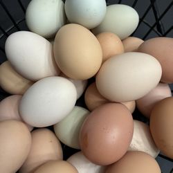 Fresh Eggs