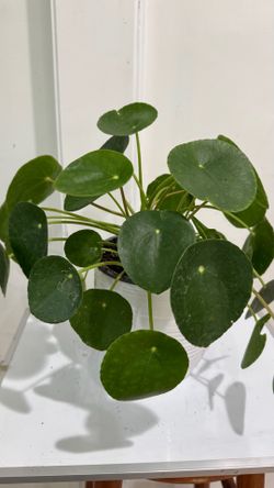 Chinese Money Plant