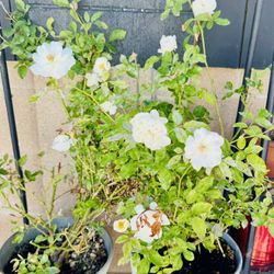 Two Ceramic Pot White Flower Roses Only $9