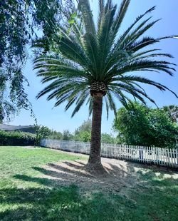 Palms Trees Trimming 