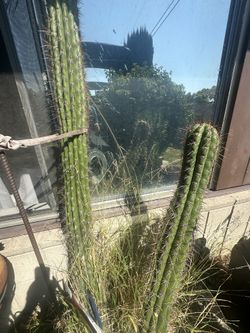 Cactus