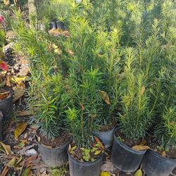 Podocarpus Hedges 3gl 3'ft 🏡$8