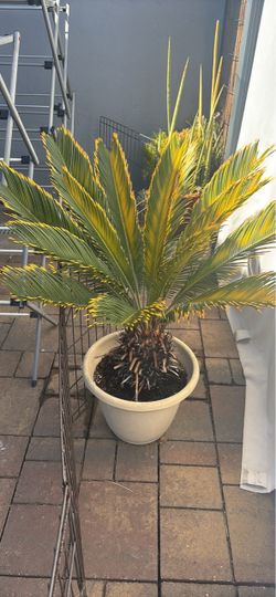 Potted Sago Palm Cycad