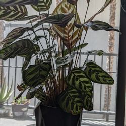 Calathea Plant