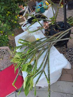 Plumerias free