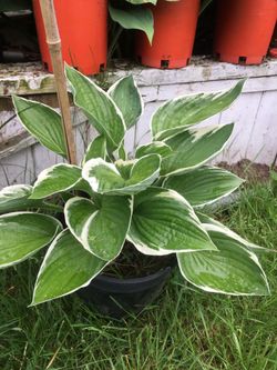 Hostas Plants  Nice Ones 