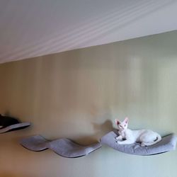 Cat Wall Beds
