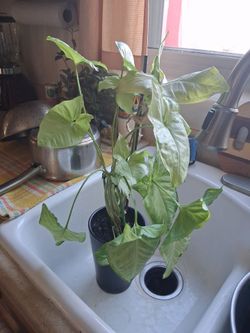 Angel Wing Plant