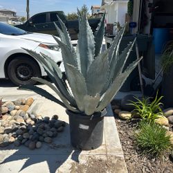 Agave Plant 