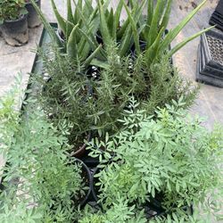 Ruda, Romero Y Sabila