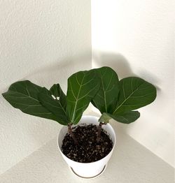 Live Fiddle Leaf Fig Houseplant 11” Height