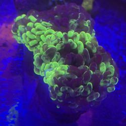 Australian toxic hammer