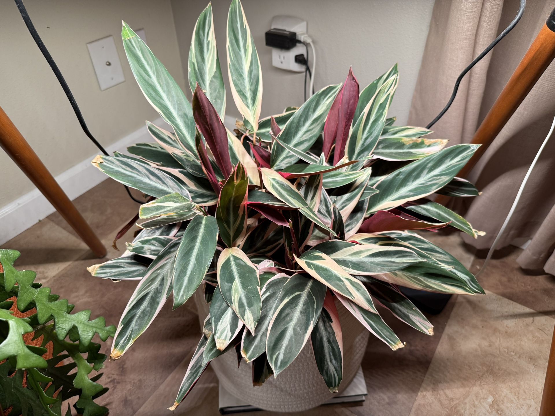 Houseplant Trio-Star In 10” Nursery Pot