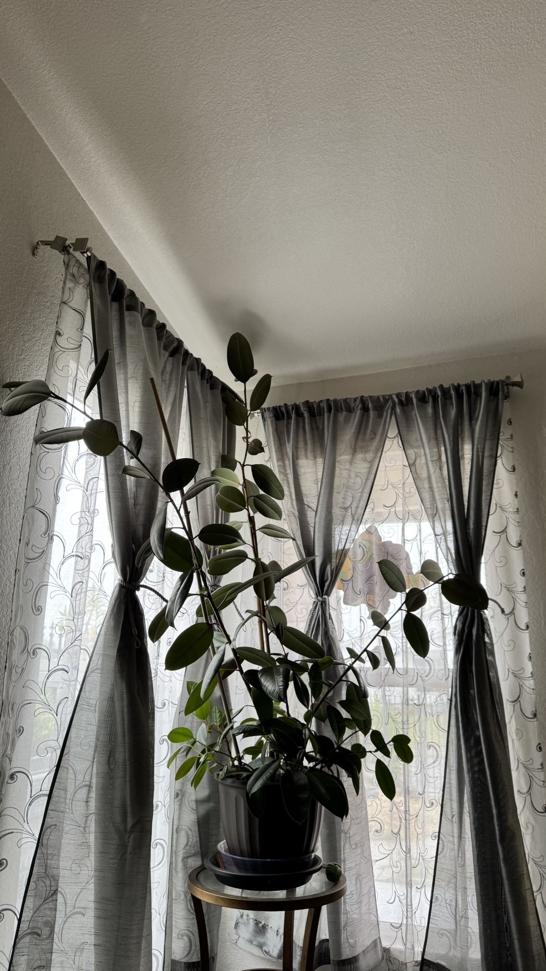 Rubber Tree Plant 👉🏻Read Details Below 👇🏻