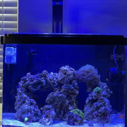 BIOCUBE - 29 - Saltwater aquarium - Fish tank