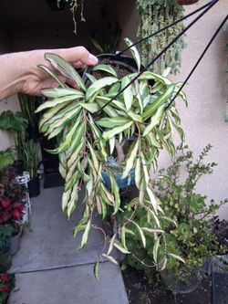 Variegated Hoya Wayetti Plant $43