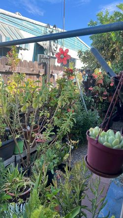 Plants