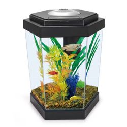 Fish Tank, Aquarium