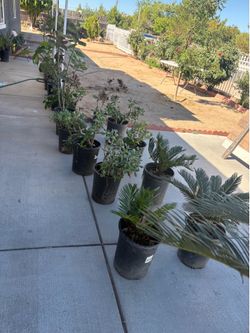 🌿 PLANT YARD SALE 🌿Hesperia Thursday June18,2026