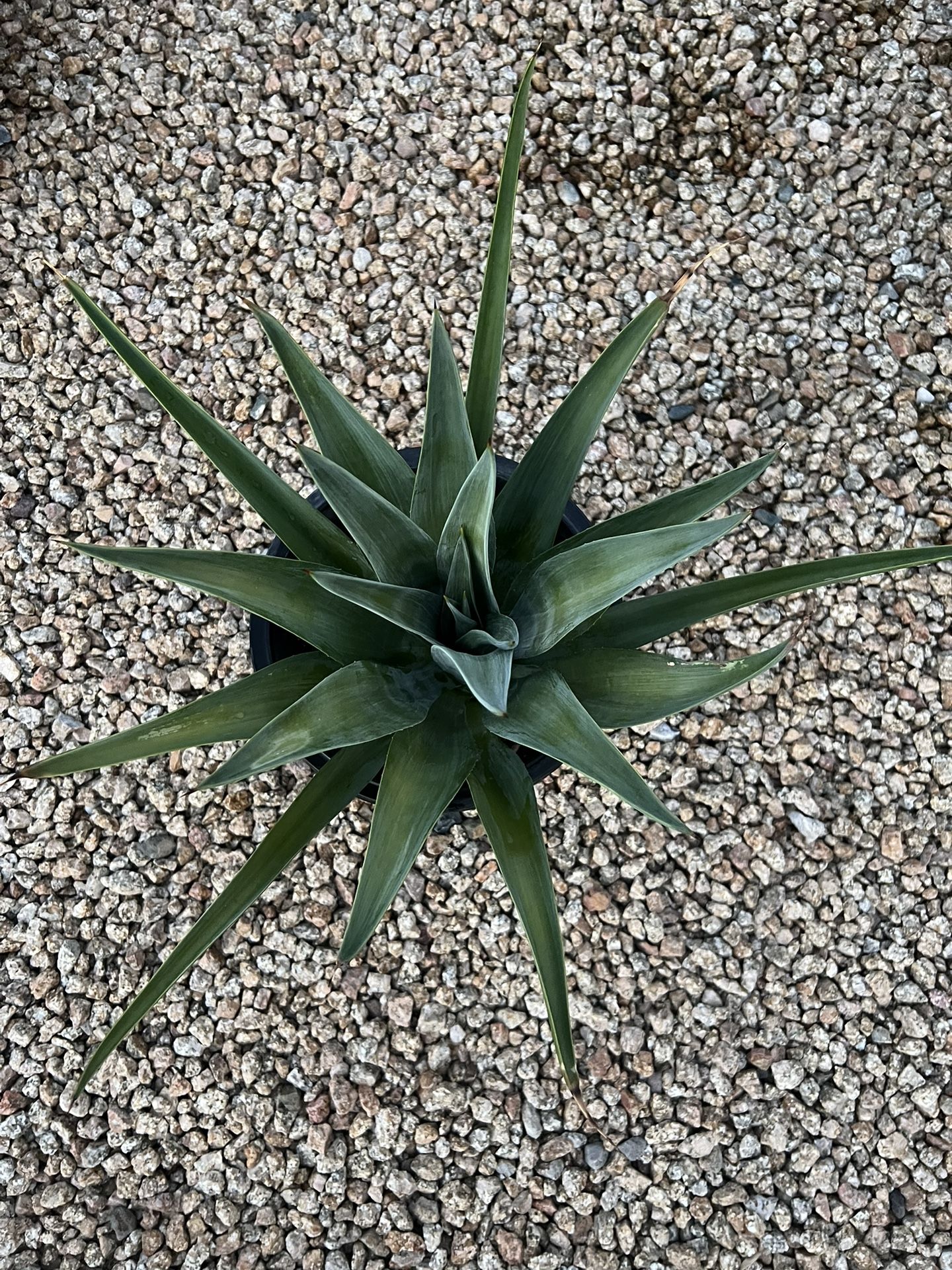 Plant