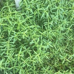 Ponnagatti/ponnakanni Leaves and plant