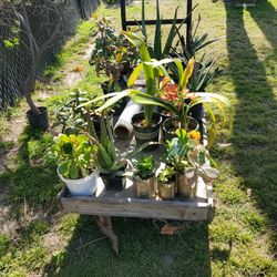 VENTA DE PLANTAS