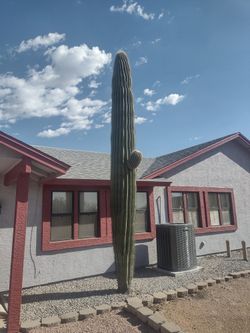 Saguaro Cactus 