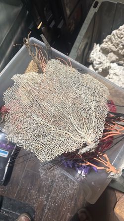 Box of coral