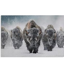 Majestic Bison Covered in Snow Black and White 18x24 Stretched Canvas, Winter Wildlife Photography, Buffalo C18x24 Against All Odds PP012725-02 Art fo