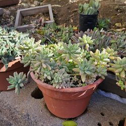 Succulents In 10" Color Pots For $10